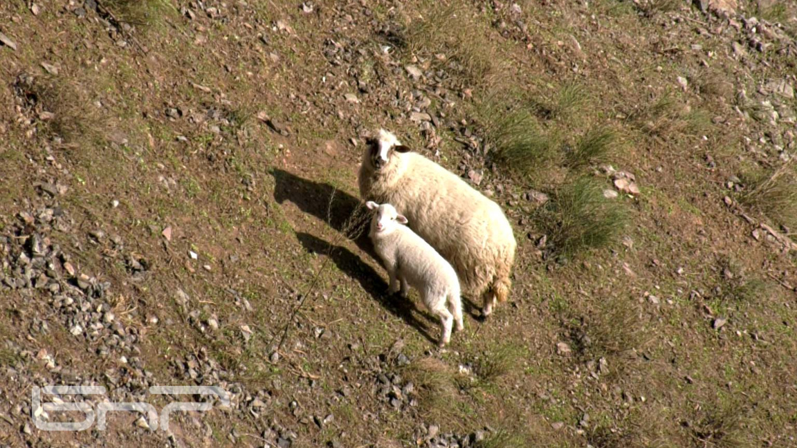 Подготвя се спасителна операция за овцет...