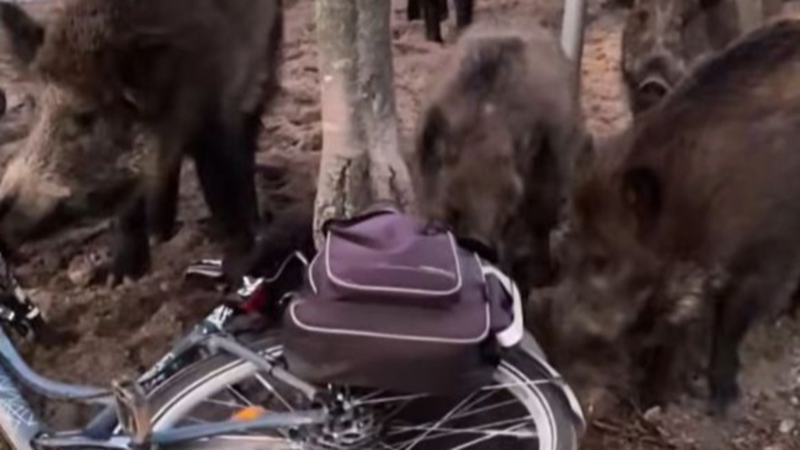 Стадо диви глигани открадна сандвичи от ...