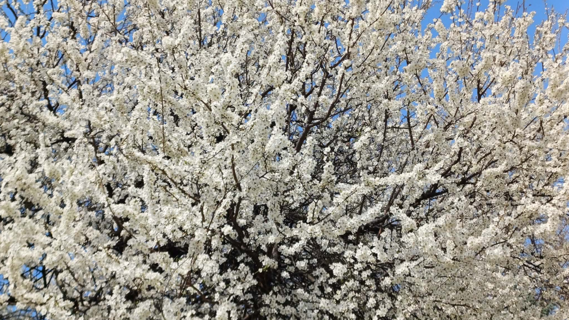 Пролетни разпуквания "Ден след ден" ...