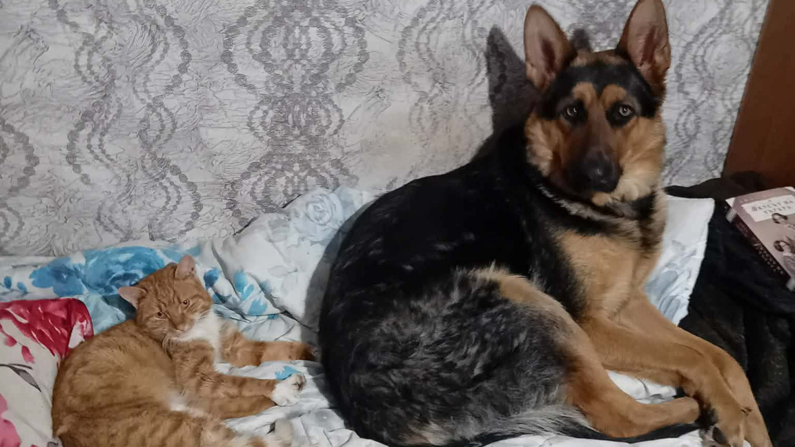 Лора Цанова за своите книги и домашни лю...