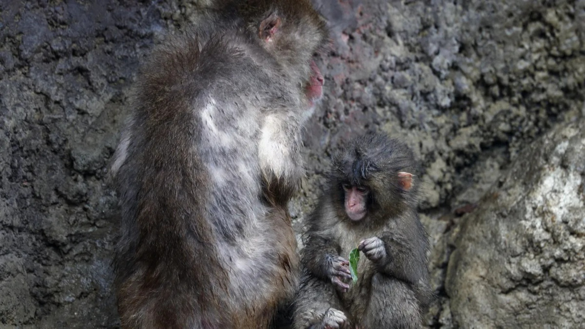 Пънч се адаптира и печели нови приятели...